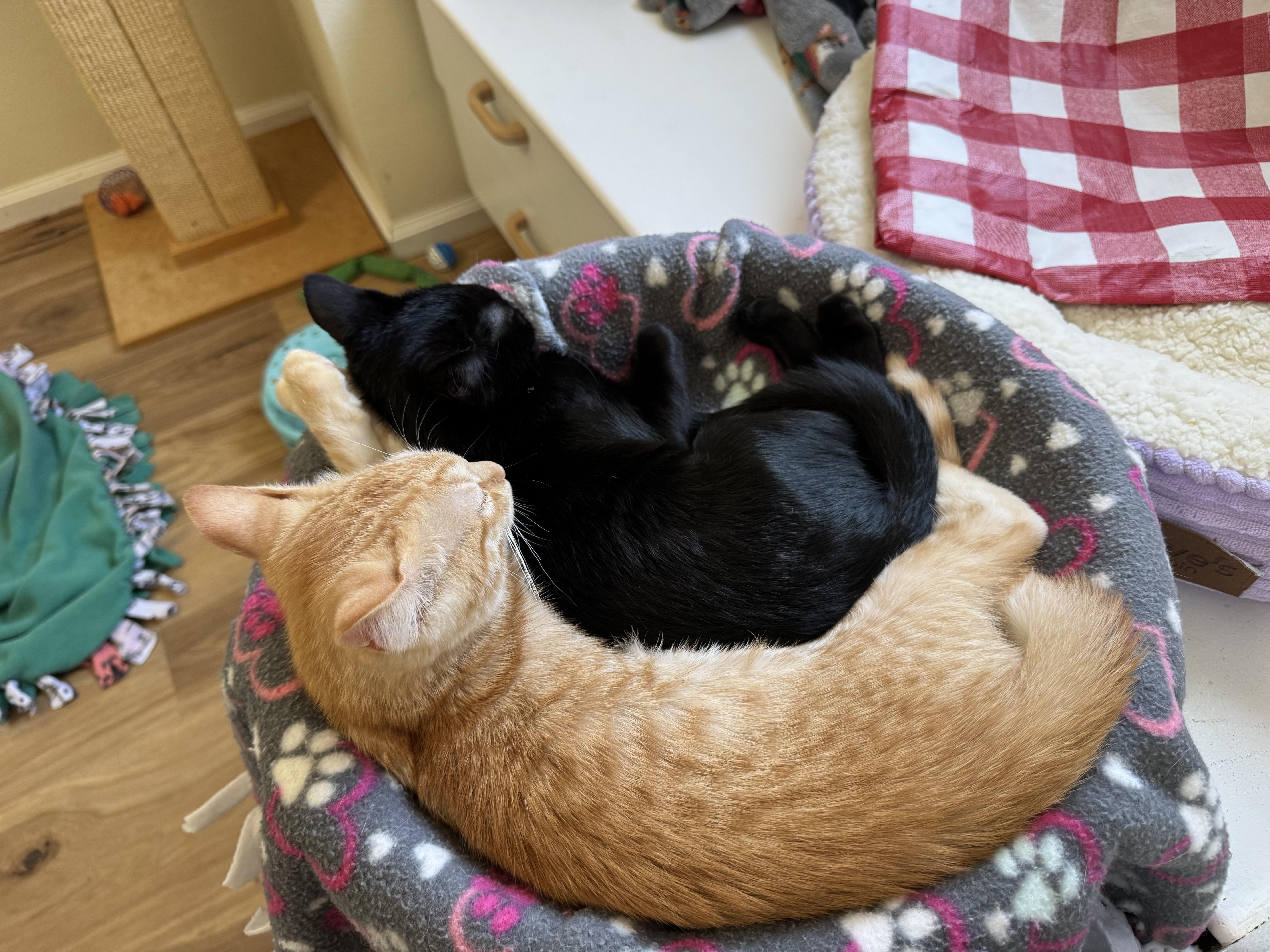 Ebony & Maple thumbnail 2
