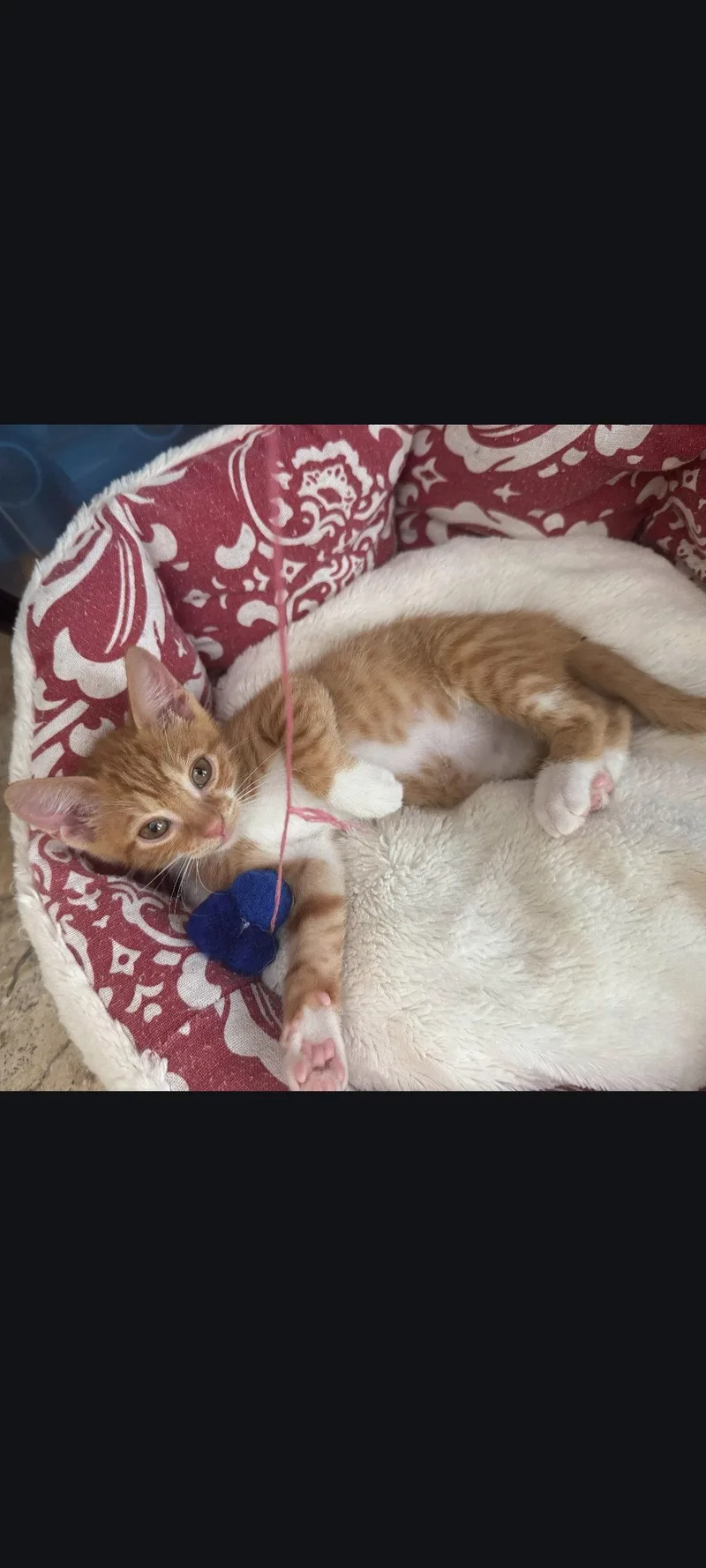 Felix