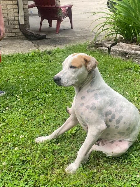 A young large-sized female Pit Bull Terrier dog named Junie for adoption in Chickamauga , GA