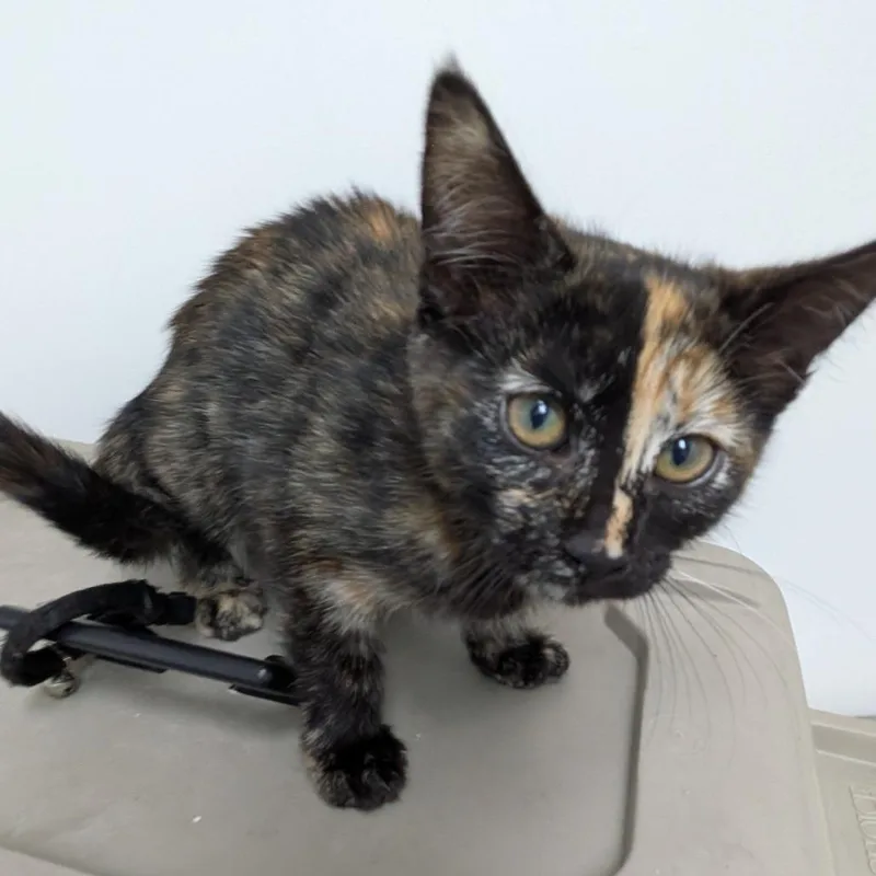 A young medium-sized female Tortoiseshell Domestic Short Hair cat named Snickers for adoption in Long Beach, CA
