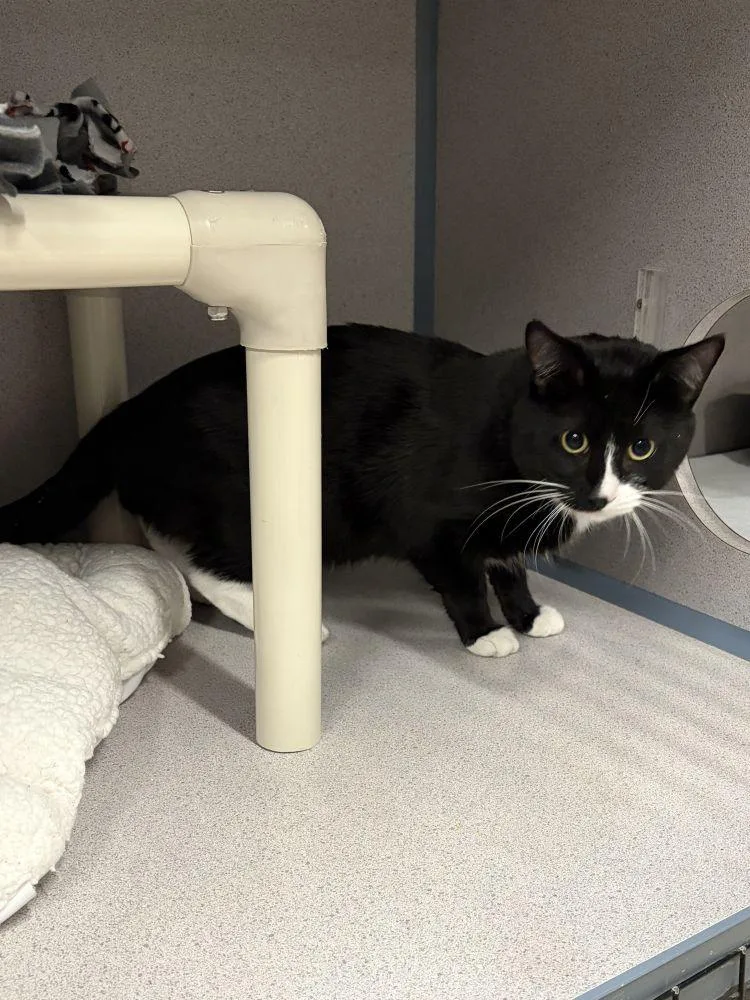 An adult small-sized male Black Domestic Short Hair cat named Oreo for adoption in Alexandria, VA