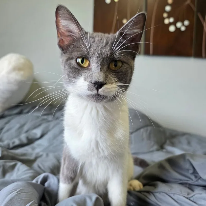A young medium-sized female Gray / Blue / Silver Domestic Short Hair cat named Verona for adoption in Fargo, ND