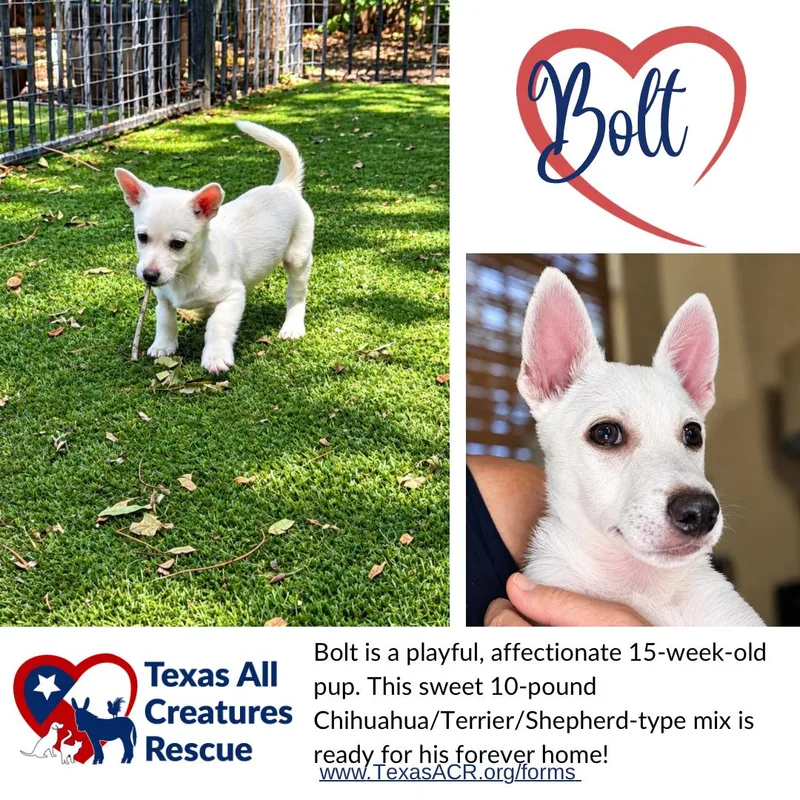 A baby small-sized male Chihuahua dog named Bolt for adoption in Alvarado, TX