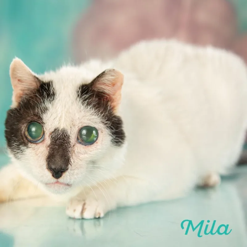 A senior small-sized male Domestic Short Hair cat named Milo for adoption in Springfield, MO