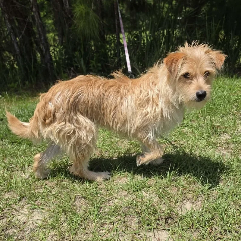 A young small-sized female Apricot / Beige Wirehaired Terrier dog named Cookie Lynn for adoption in Foley, AL