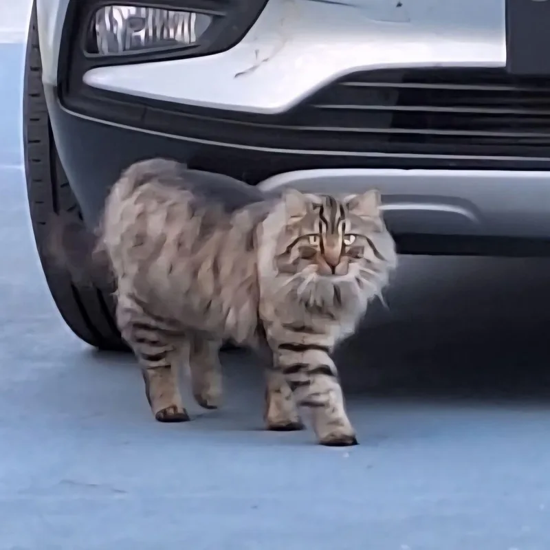 An adult extra large-sized male Domestic Long Hair cat named Meatball for adoption in Spring Hill, FL