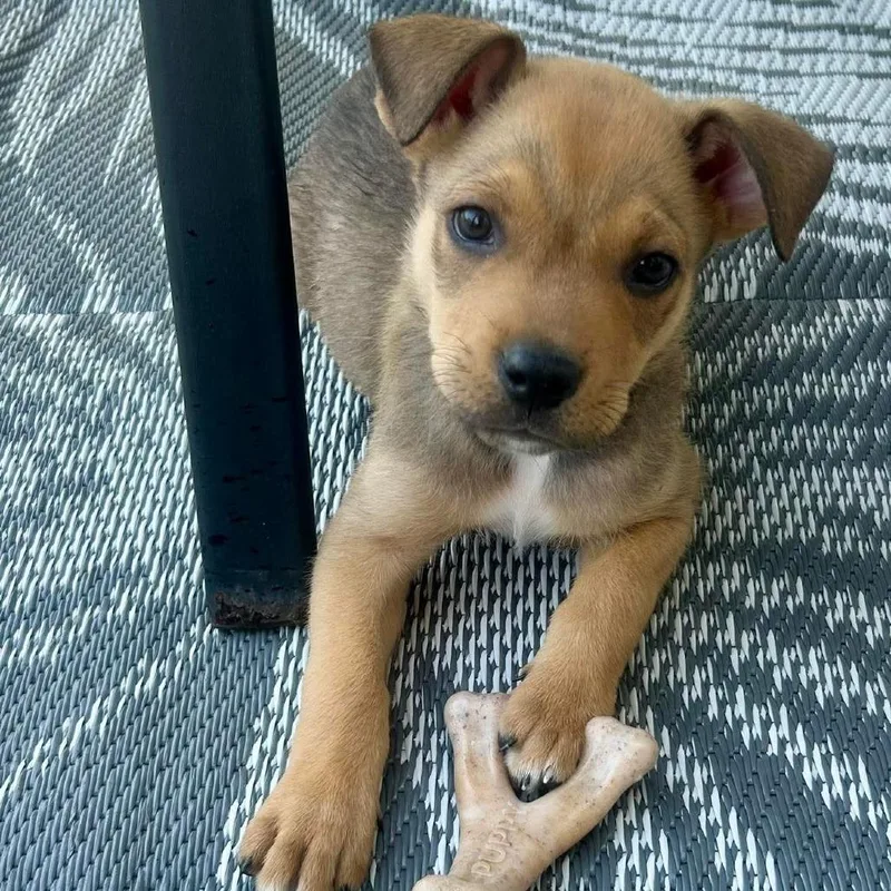 A baby medium-sized male Yellow / Tan / Blond / Fawn Collie dog named Christopher for adoption in Griswold, CT