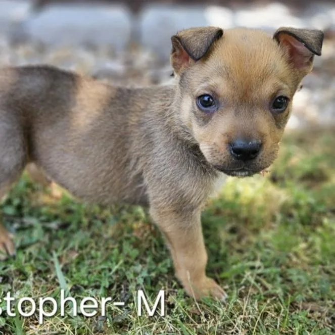 Christopher thumbnail 2