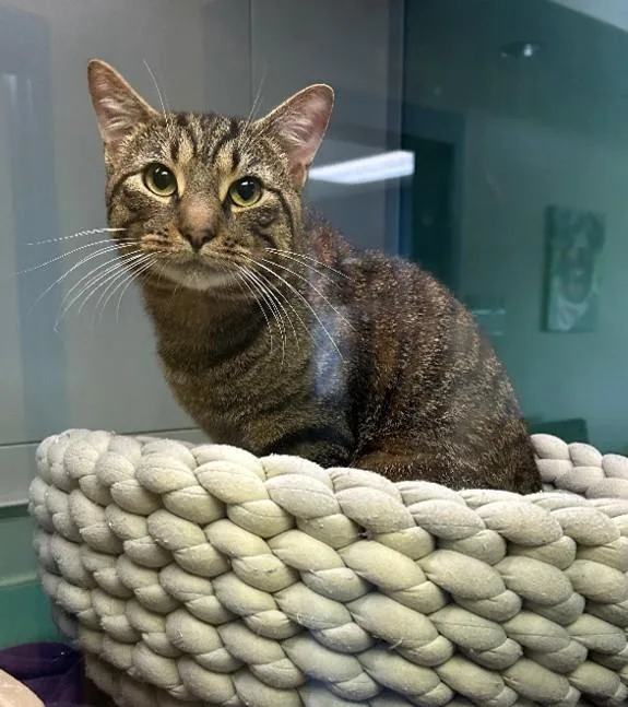 A young medium-sized male Domestic Short Hair cat named Dave for adoption in Suffolk, VA