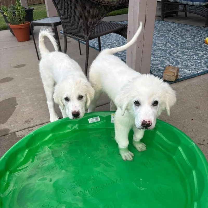 A baby large-sized female White / Cream Great Pyrenees dog named Bonnie for adoption in Olathe, KS