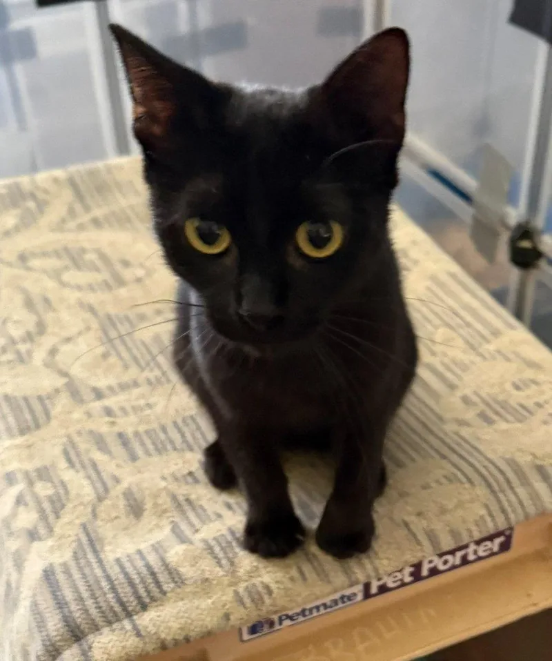A baby small-sized female Black Domestic Short Hair cat named Catalina for adoption in Raleigh, NC