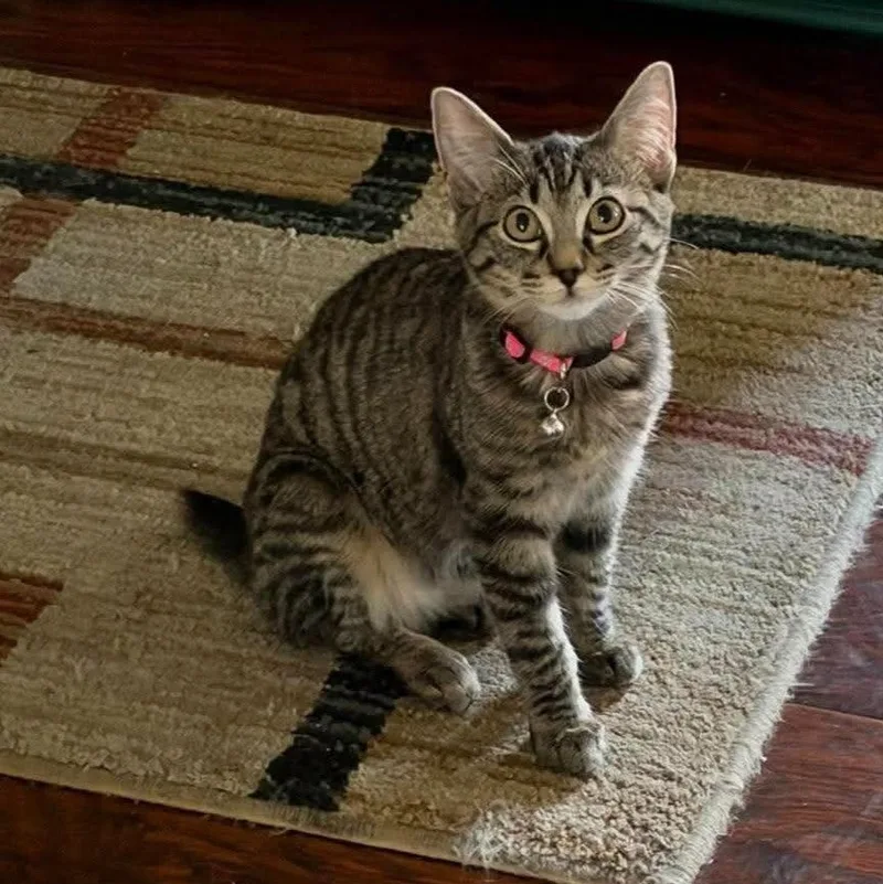 A baby large-sized female Tabby (Brown / Chocolate) American Bobtail cat named Maruka for adoption in Concord, CA