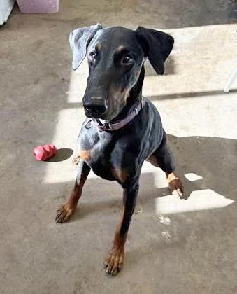 An adult large-sized male Black Doberman Pinscher dog named Apollo for adoption in Fernandina Beach, FL