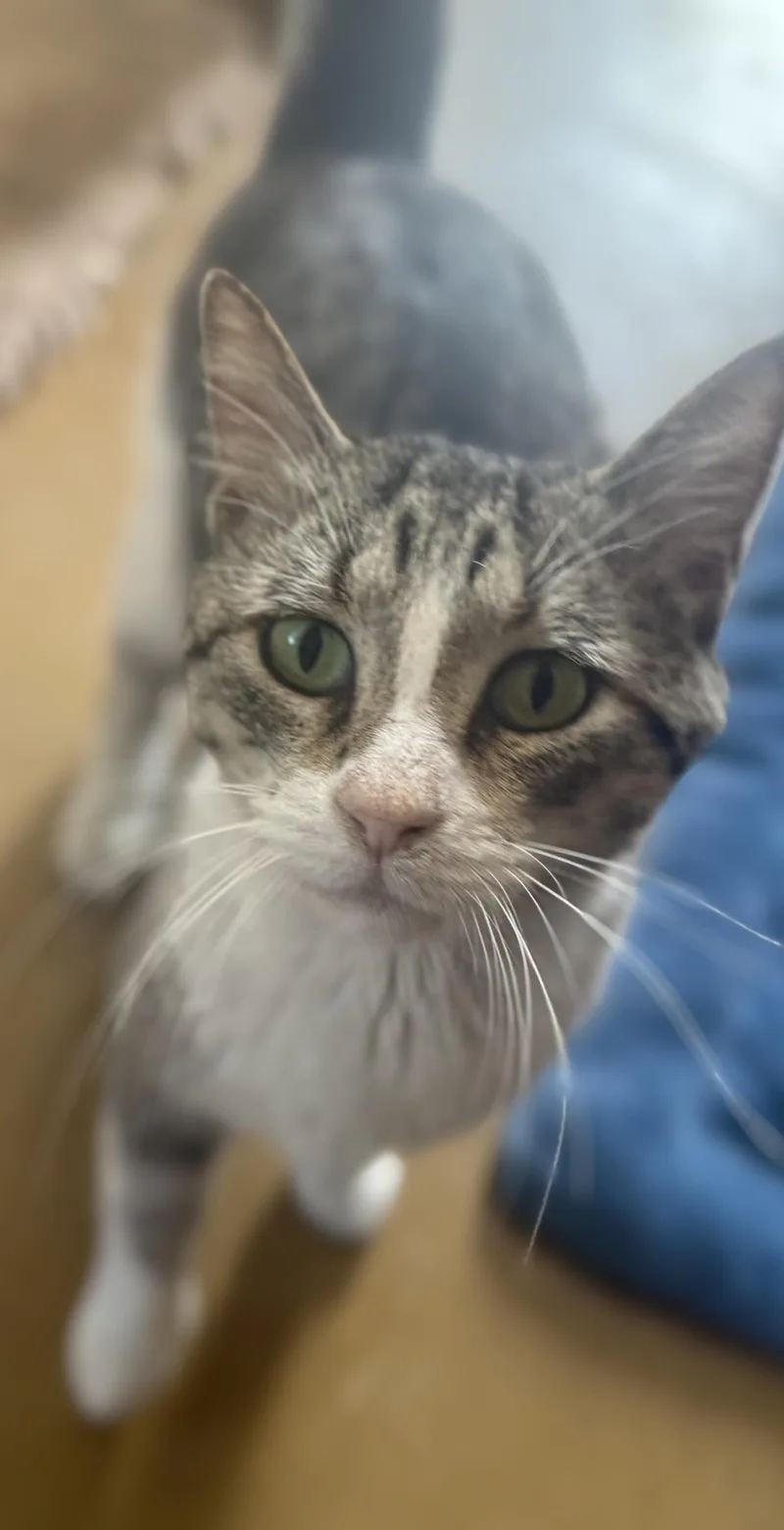 Cody Rhodes thumbnail 2