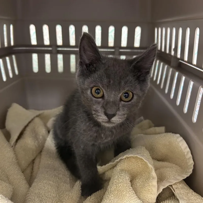 A baby small-sized male Gray / Blue / Silver Domestic Short Hair cat named Hootin' for adoption in Lynchburg, VA