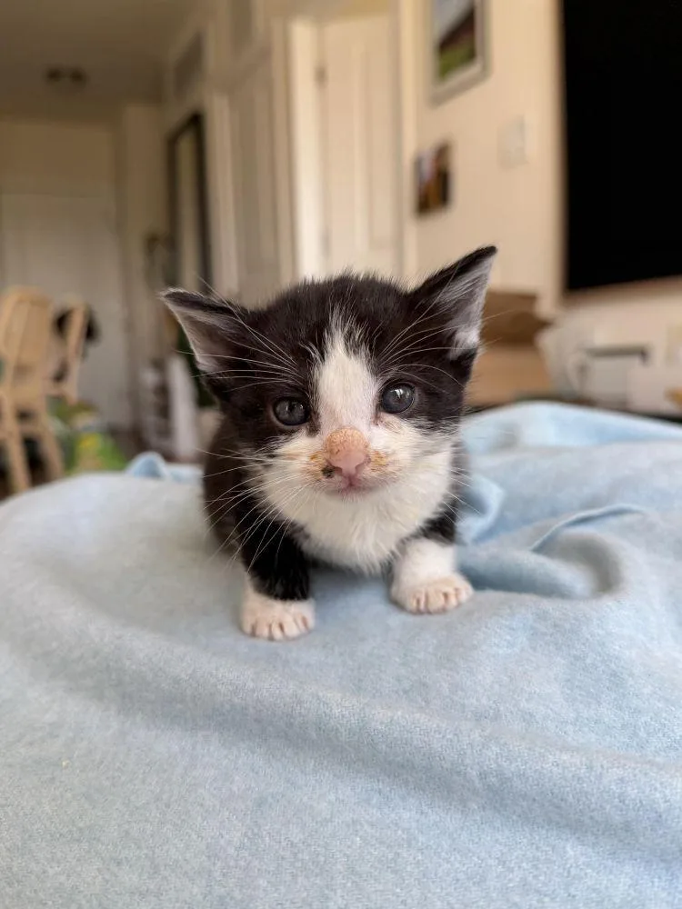 A baby small-sized female Black Domestic Short Hair cat named Slinky for adoption in Alexandria, VA