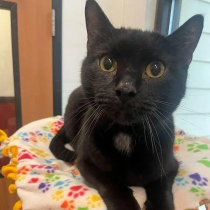 An adult large-sized male Black Domestic Short Hair cat named Brody for adoption in Rochester, MN
