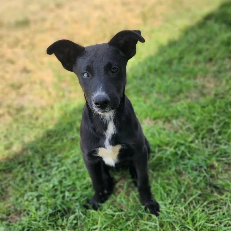 Wildfire Jum thumbnail 2