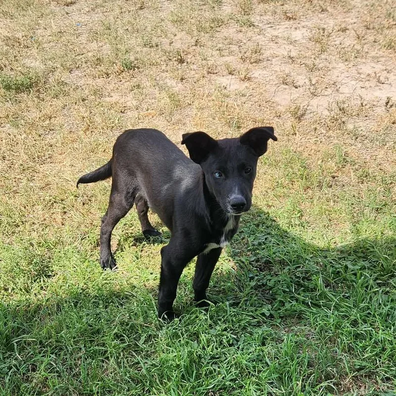 Wildfire Jum thumbnail 3