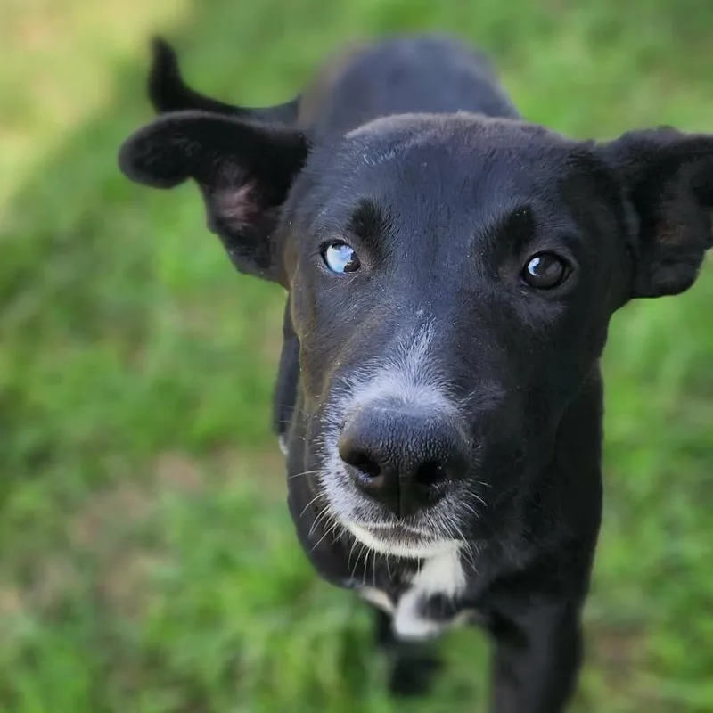 Wildfire Jum thumbnail 4