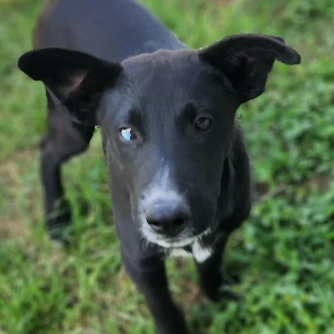 A baby medium-sized male Black Border Collie dog named Wildfire Jum for adoption in Austin, TX