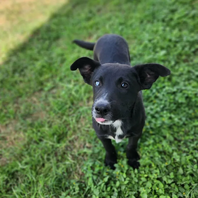 Wildfire Jum thumbnail 5