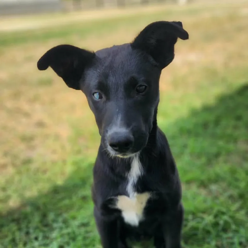 Wildfire Jum thumbnail 6