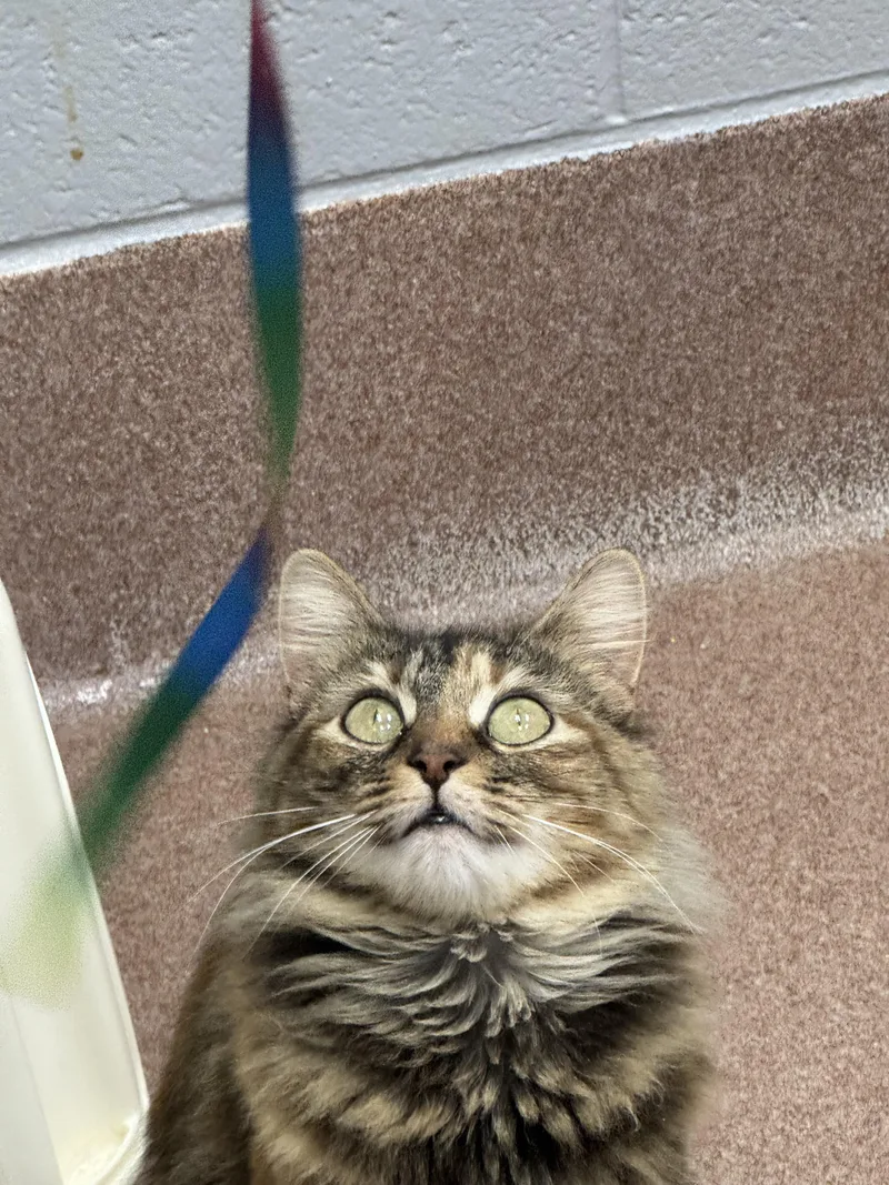 Nimrodel thumbnail 2