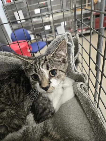 A baby small-sized male Domestic Short Hair cat named Peanut for adoption in Millersville, MD
