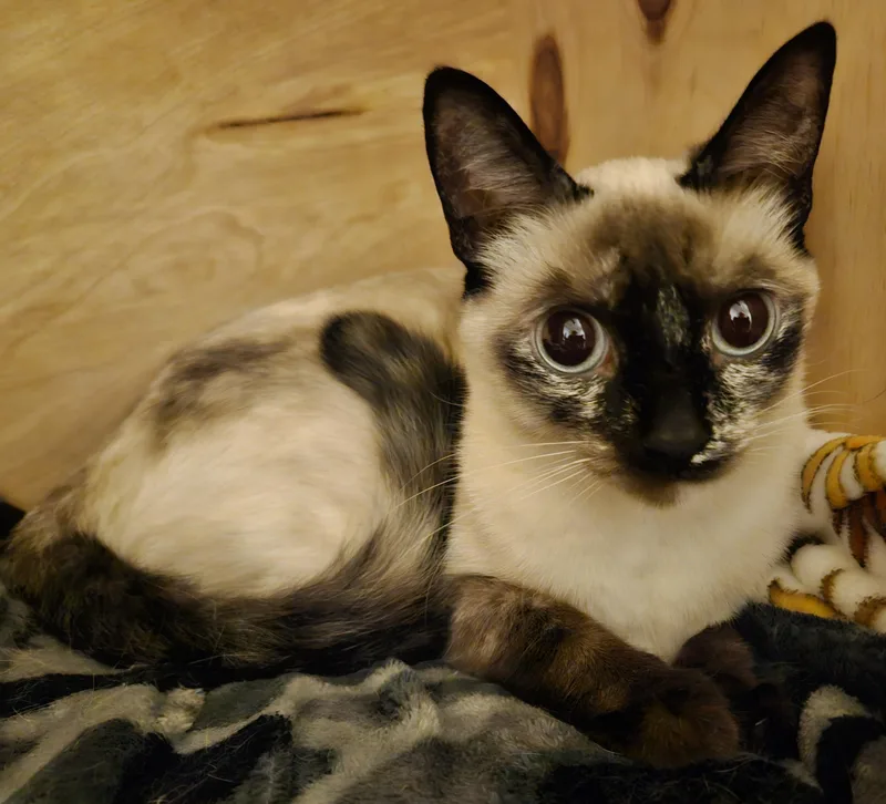 Mysti