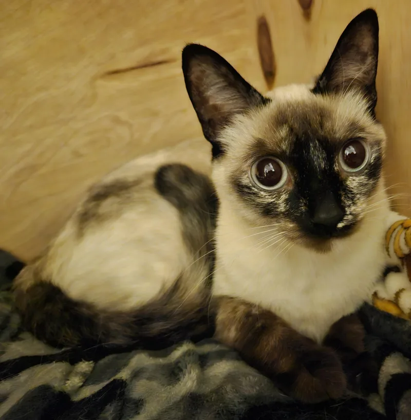 Mysti thumbnail 2