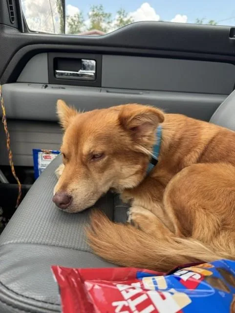 An adult medium-sized female Red / Chestnut / Orange Husky dog named Dior for adoption in Lynn Haven, FL