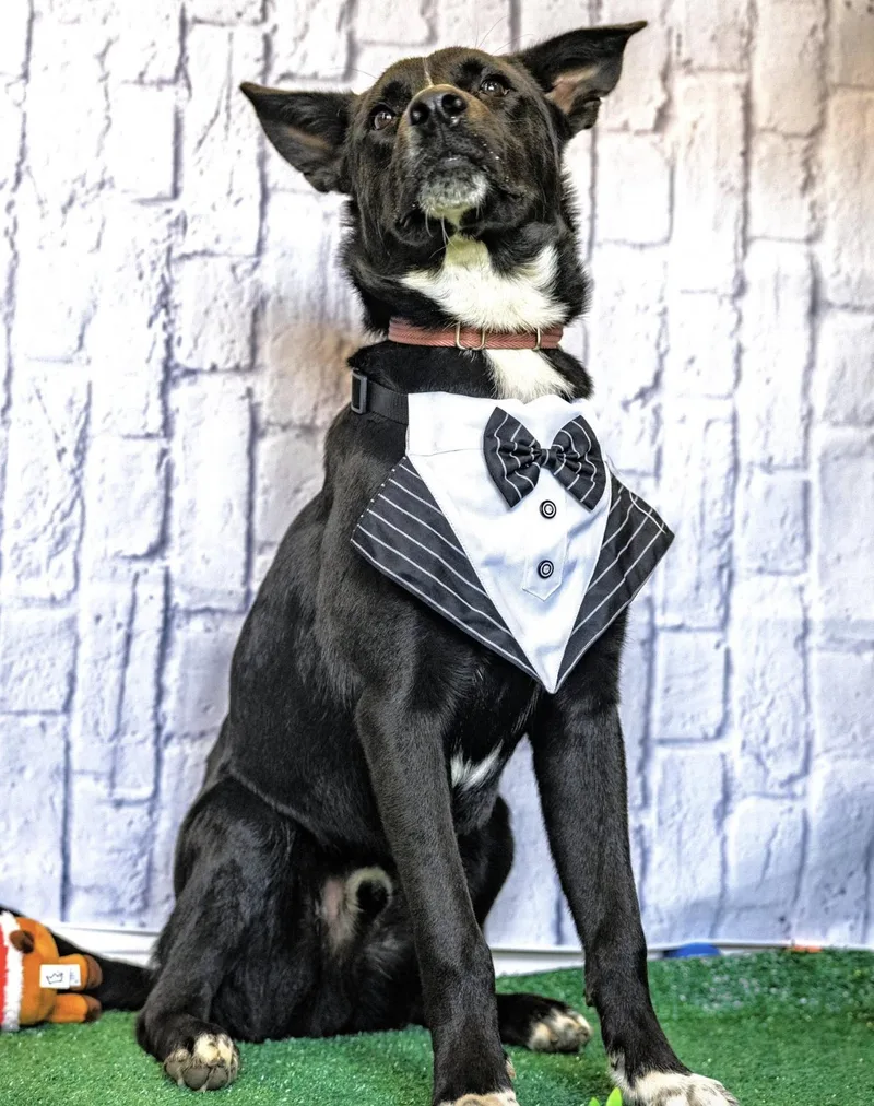 Rocky Kelpie thumbnail 2