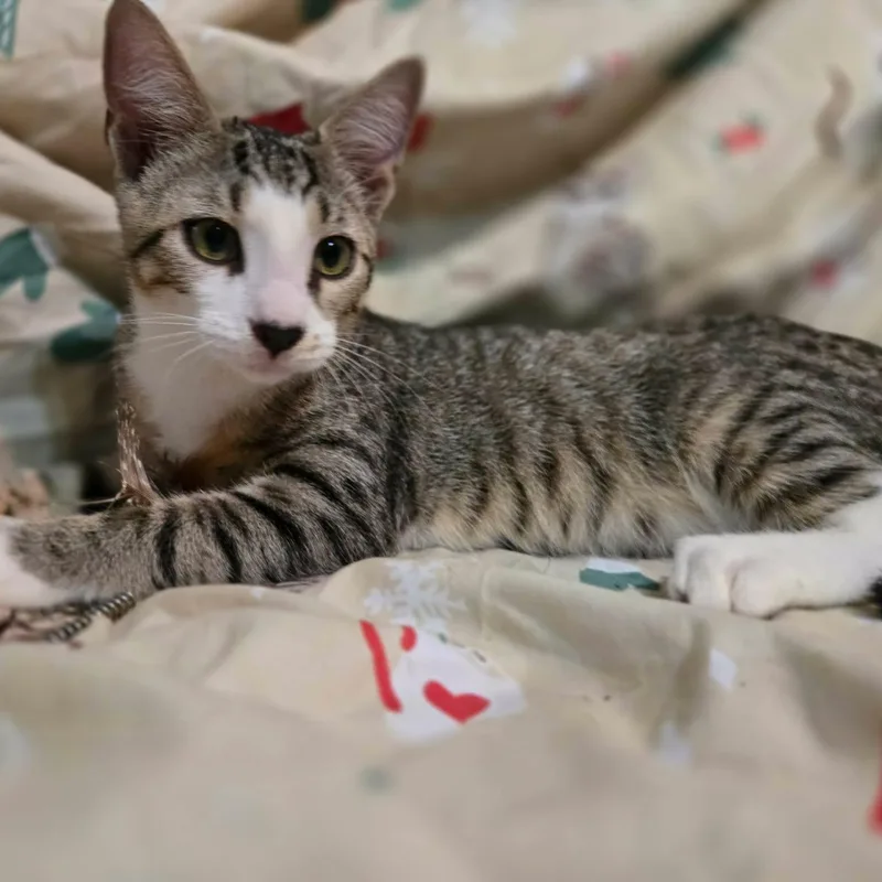 A baby medium-sized male Tabby (Brown / Chocolate) Domestic Short Hair cat named Zucchini for adoption in Sewell, NJ
