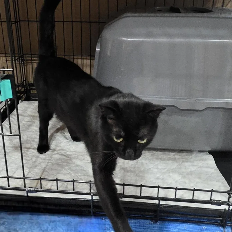 A young small-sized male Black Domestic Short Hair cat named Salem for adoption in Abingdon, MD