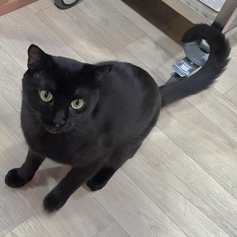 Salem thumbnail 2