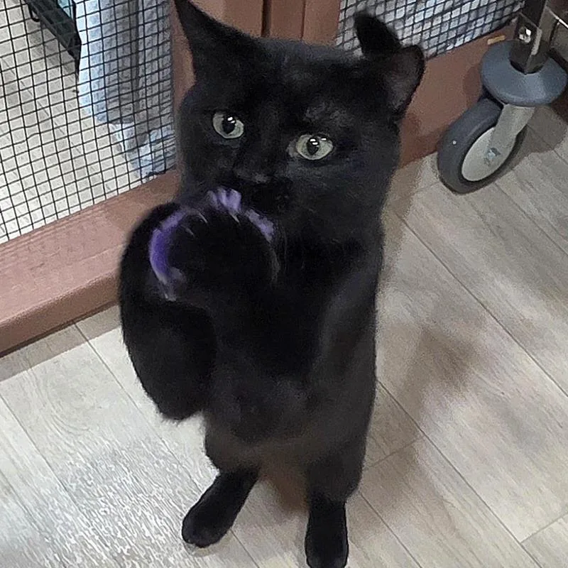 Salem thumbnail 3
