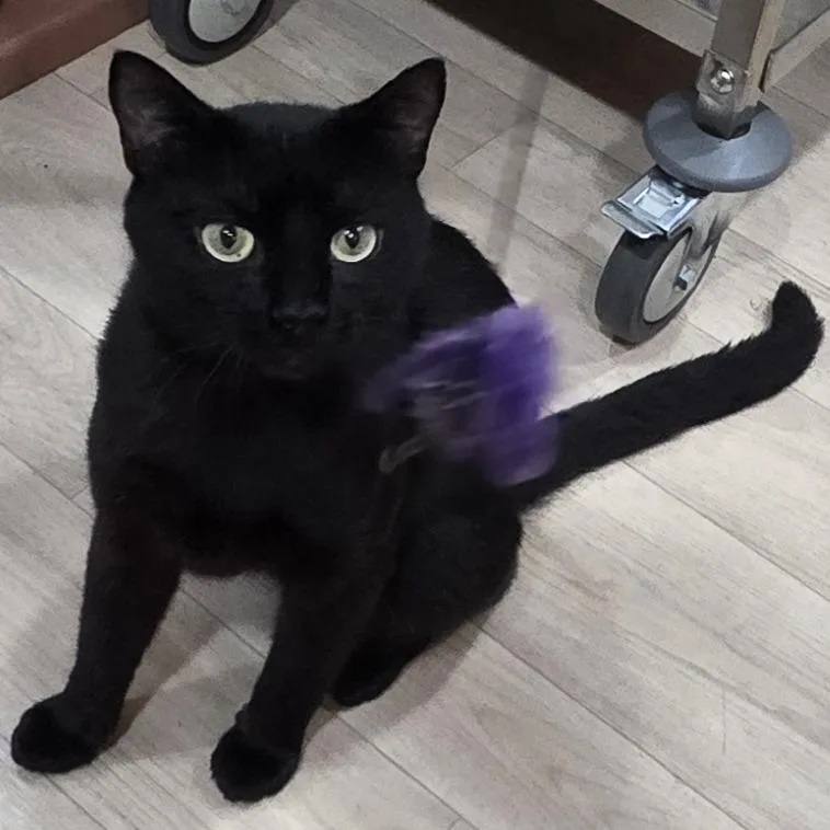 Salem thumbnail 4