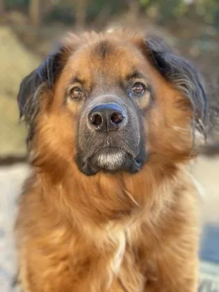 A young extra large-sized male Shepherd dog named Beau for adoption in Columbia, SC