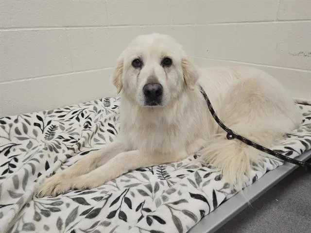 An adult large-sized female Great Pyrenees dog named Julianne Hough for adoption in Auburn, CA