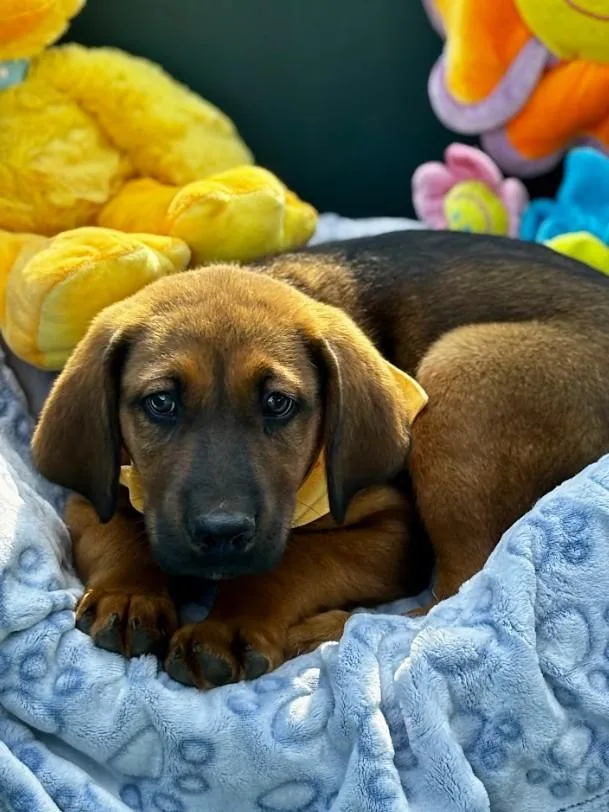 A baby large-sized male Brown / Chocolate Mixed Breed dog named Rocky for adoption in Joppa, AL