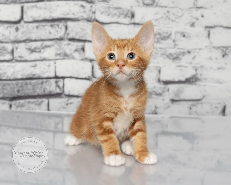 A baby medium-sized male Tabby (Orange / Red) Domestic Short Hair cat named Andy for adoption in Tuscaloosa, AL