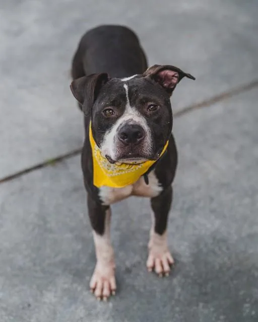 An adult medium-sized male Terrier dog named Bibby for adoption in Miami, FL