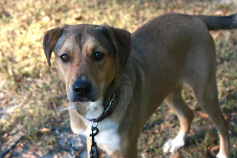 An adult large-sized female German Shepherd Dog dog named Nora for adoption in Attalla, AL