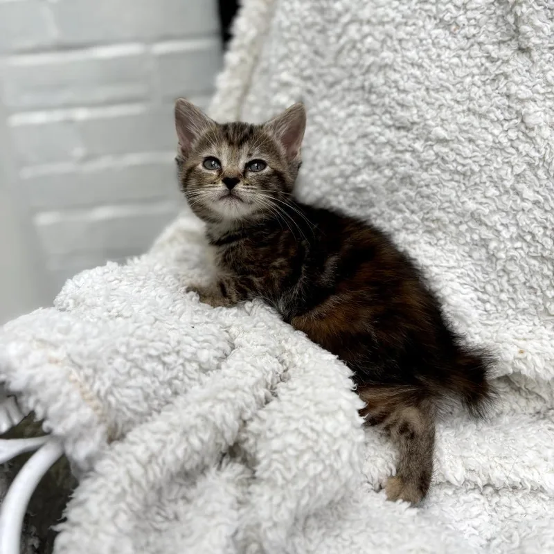 A baby small-sized female Torbie Domestic Short Hair cat named Subpoena Duces Tecum for adoption in Lexington, KY