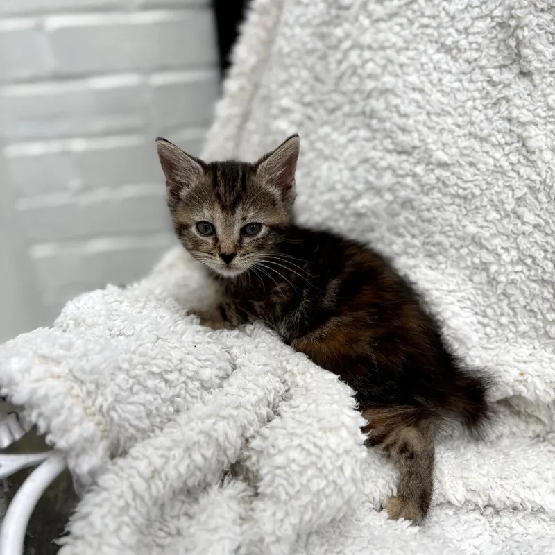 Subpoena Duces Tecum thumbnail 2