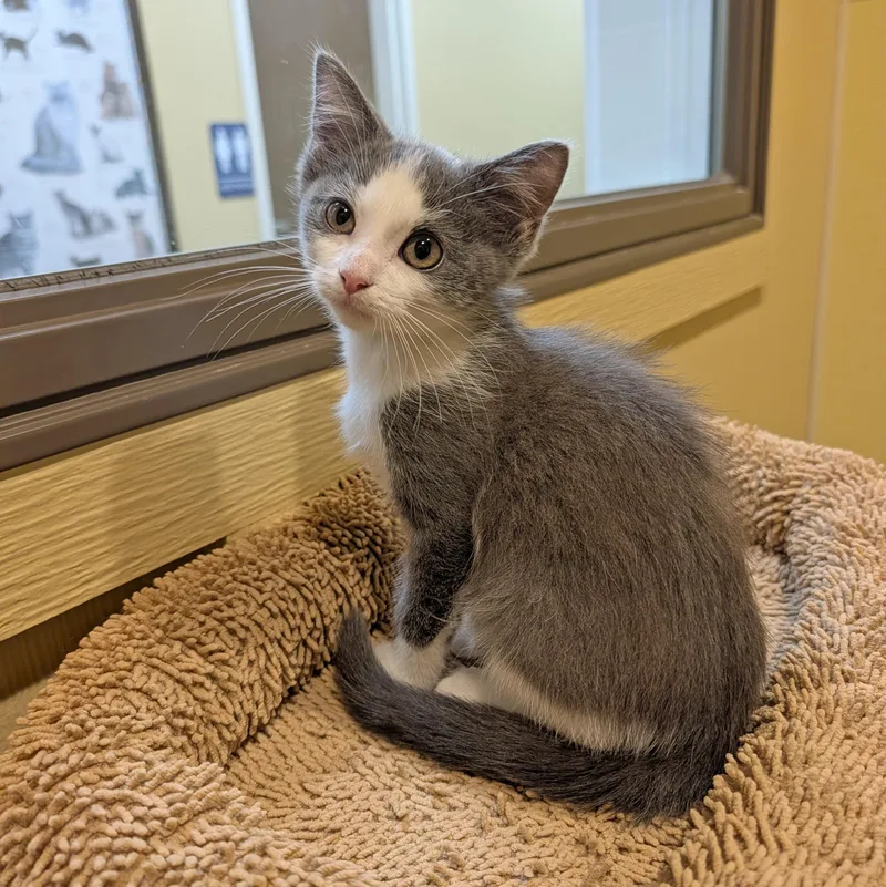 A baby medium-sized male Domestic Short Hair cat named Audey for adoption in Accident, MD