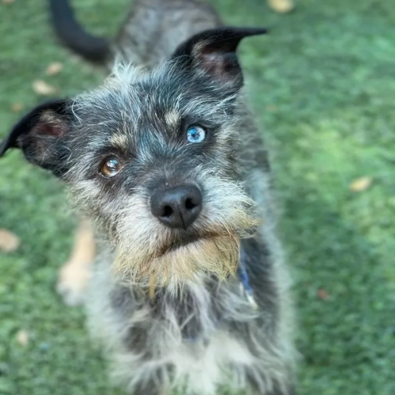An adult small-sized male Gray / Blue / Silver Terrier dog named Ricky for adoption in Colorado Springs, CO