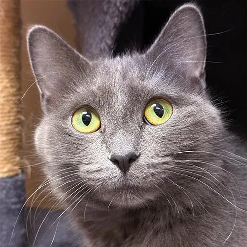 A young medium-sized female Gray / Blue / Silver Domestic Medium Hair cat named Kiwi for adoption in Crystal Lake, IL
