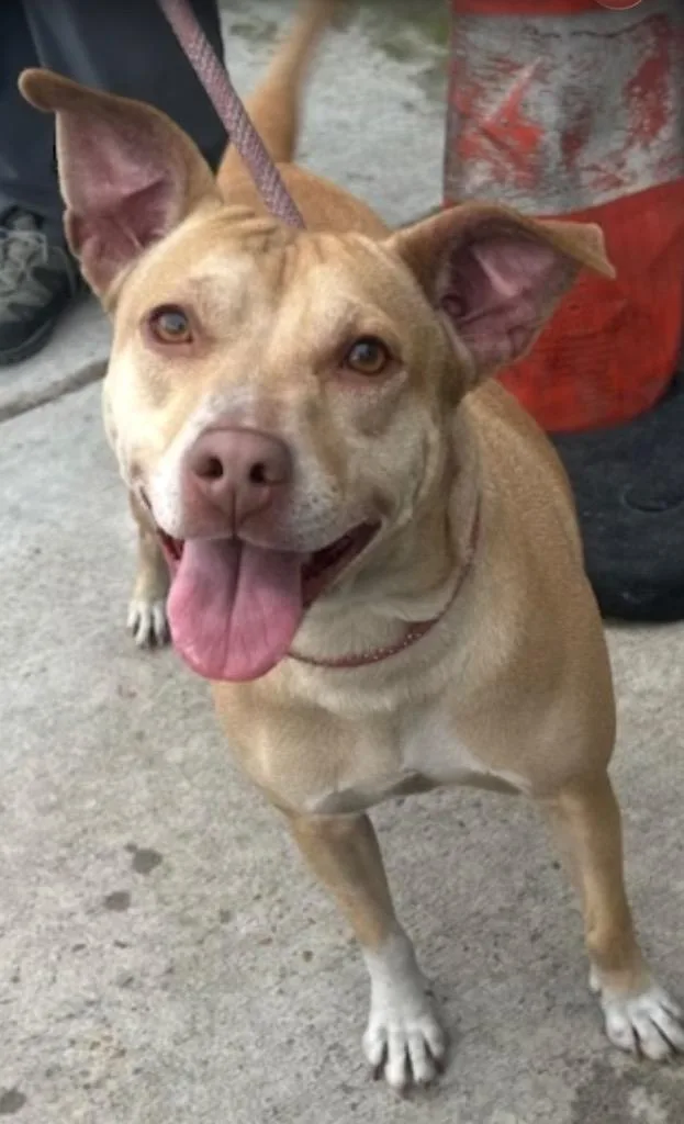 An adult medium-sized female Terrier dog named Holly for adoption in Greenwood, MS